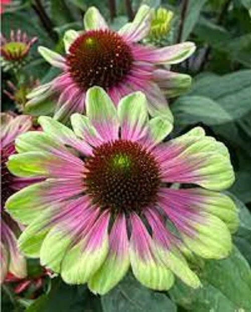 Pink Green Coneflower Seeds – Echinacea purpurea Perennial Flower Seeds for Garden, Pollinator Attracting, Easy to Grow, USA Grown