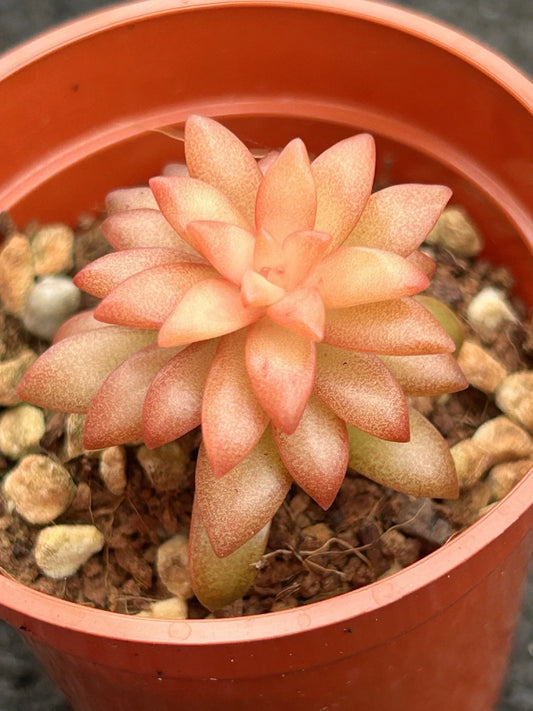 Live Succulent Plant in 4-Inch Pot | Sedum adolphii ‘Shooting Stars’ | Drought-Resistant Indoor or Outdoor Plant