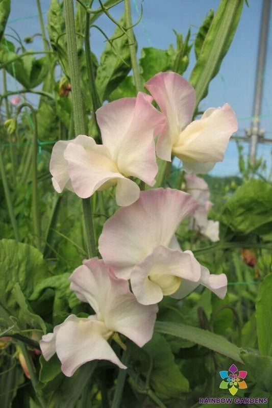 Kiera Madeline Sweet Pea Seeds - 50+ Pack, Fragrant Climbing Vine, Lathyrus odoratus, USA Grown, Non-GMO, Free Shipping