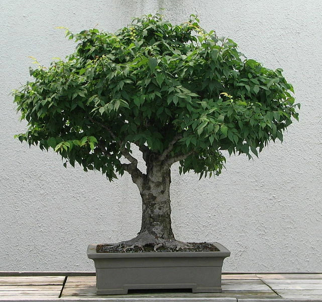 Japanese Zelkova Seeds, 30 Pack, Ornamental Zelkova serrata, Drought-Resistant Shade Tree for Gardens and Landscaping