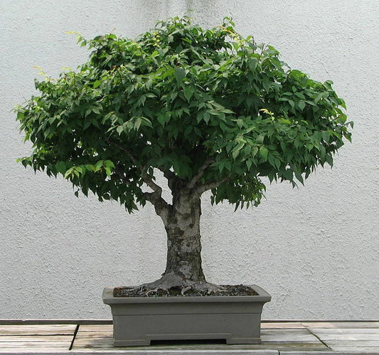 Japanese Zelkova Seeds, 30 Pack, Ornamental Zelkova serrata, Drought-Resistant Shade Tree for Gardens and Landscaping