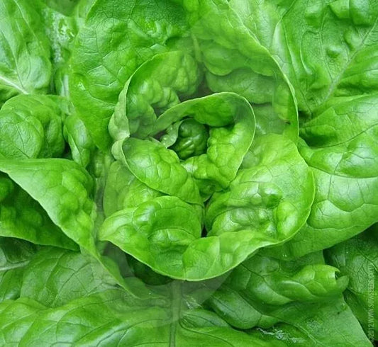 Lettuce Seeds 1000+ Butterhead Green All Year Round Organic Lactuca sativa Garden Salad Seeds