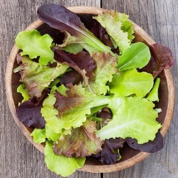 Gourmet Mix Lettuce Seeds - 1000+ Non-GMO Heirloom Vegetable Seeds for Home Gardens - Lactuca sativa