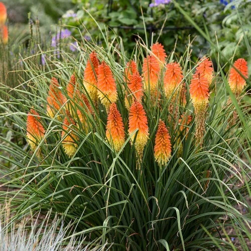 Torch Lily Seeds - 25 Perennial Hot Poker Flower Seeds Kniphofia uvaria for Garden Borders & Pollinator Attraction