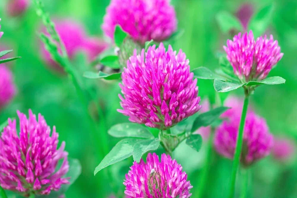 Red Clover Seed 2 Pounds - Trifolium pratense - Cover Crop, Food Plot, Pasture Mix - Nitrogen Fixing, Wildlife Friendly