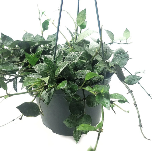 Hoya Krohniana Eskimo Live House Plant in 6-Inch Pot, Variegated Foliage, Easy Care Indoor Plant, Climbing or Trailing Vine