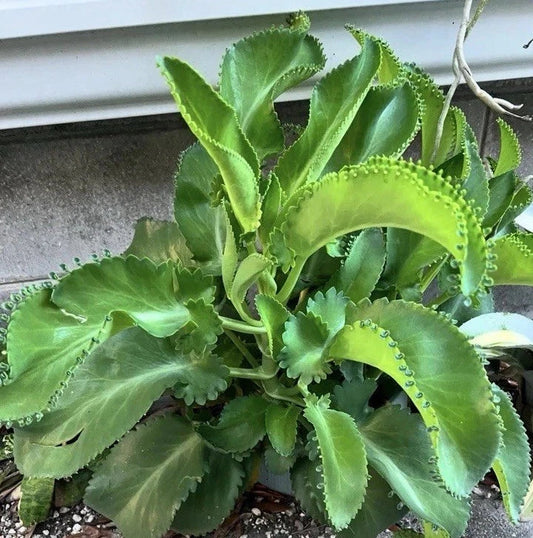 Live Kalanchoe Mother of Thousands Plants, Bare Root, Small-Medium, Kalanchoe daigremontiana, 4 Pack