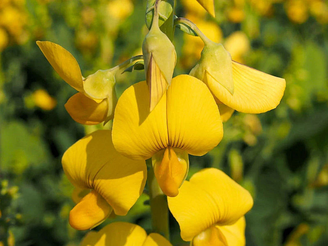 Crotalaria Spectabilis Seeds - 20 Bright Yellow Wildflower Seeds for Garden Planting - Showy Rattlebox, Pollinator Attracting, Easy to Grow