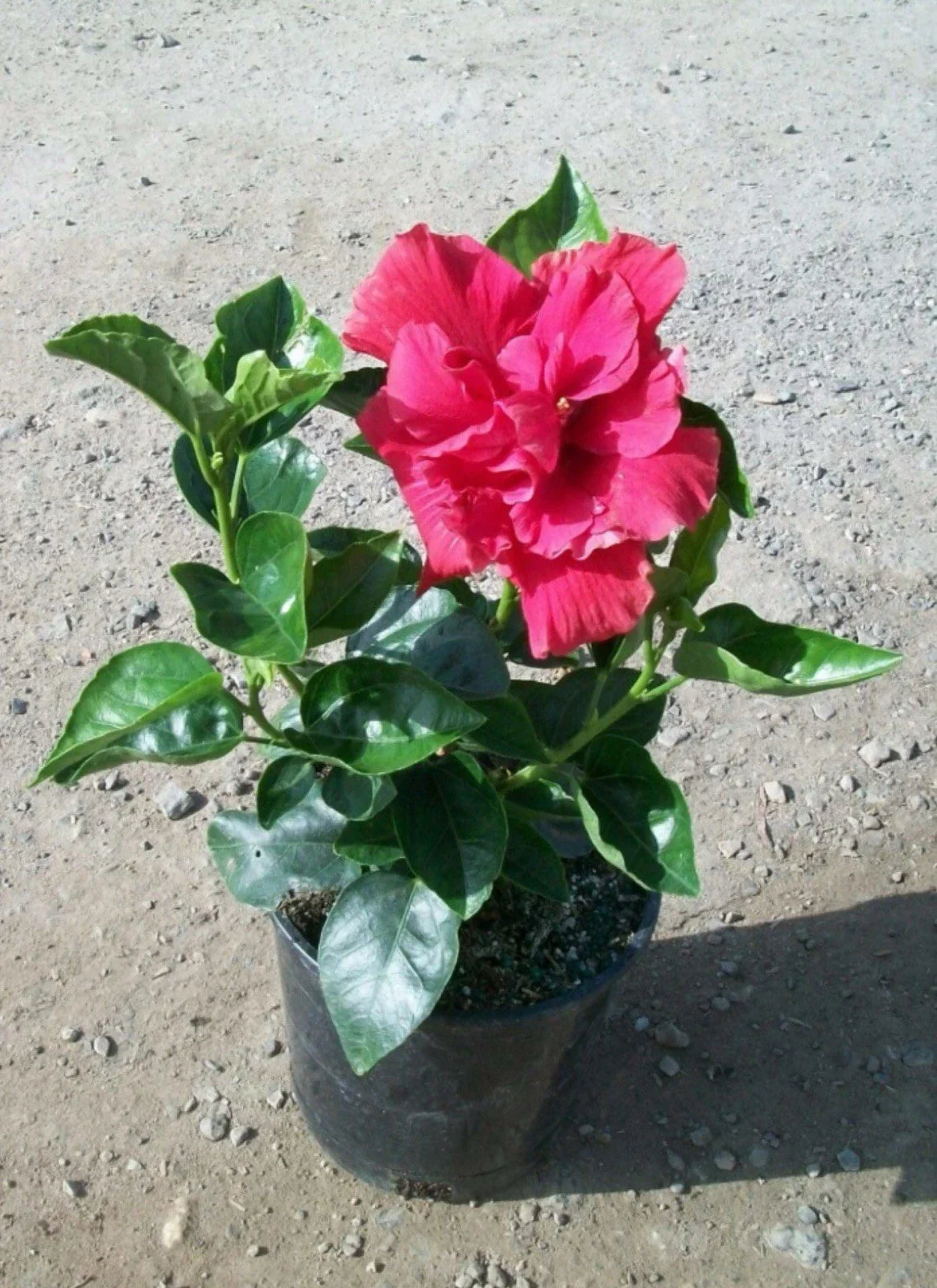 Diamond Head Hibiscus Starter Plant - Small Rooted Hibiscus rosa-sinensis Tropical Flowering Shrub for Garden and Patio