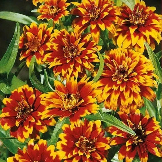 Old Mexico Zinnia Seeds Pack – 100+ Multi-Color Zinnia elegans for Garden, Borders & Containers, Attracts Pollinators, USA Grown