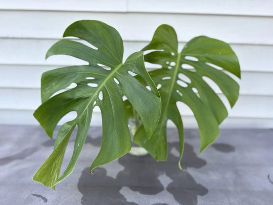 Monstera Albo Borsigiana Cutting – Rare Low Variegation Houseplant – Unique Indoor Plant – Monstera deliciosa