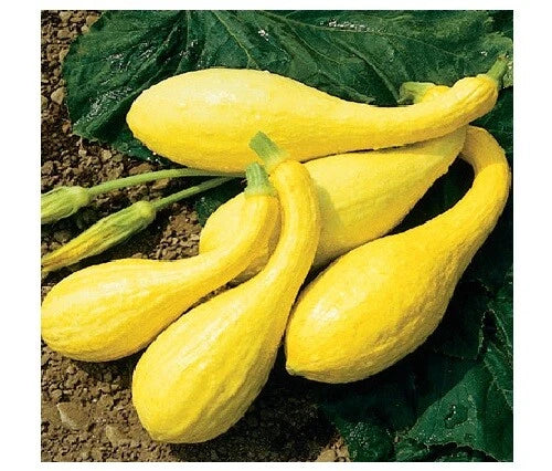 Early Crookneck Summer Squash Seeds - Golden Yellow Heirloom, Cucurbita pepo, 20 Seeds