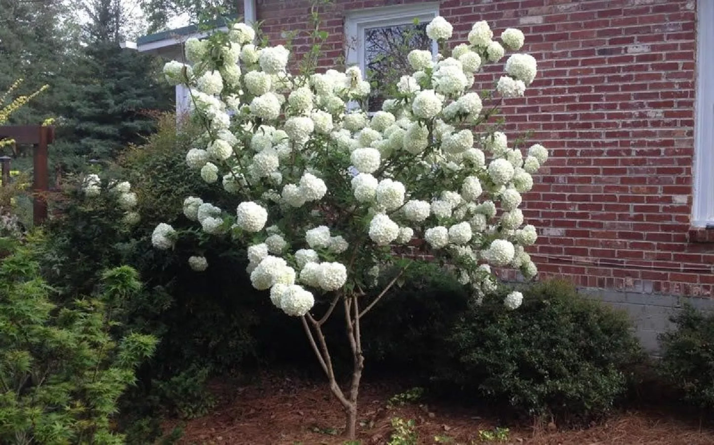 Chinese Snowball Seeds - 40 Pack Viburnum ichangense Flowering Shrub for Garden Borders and Hedges