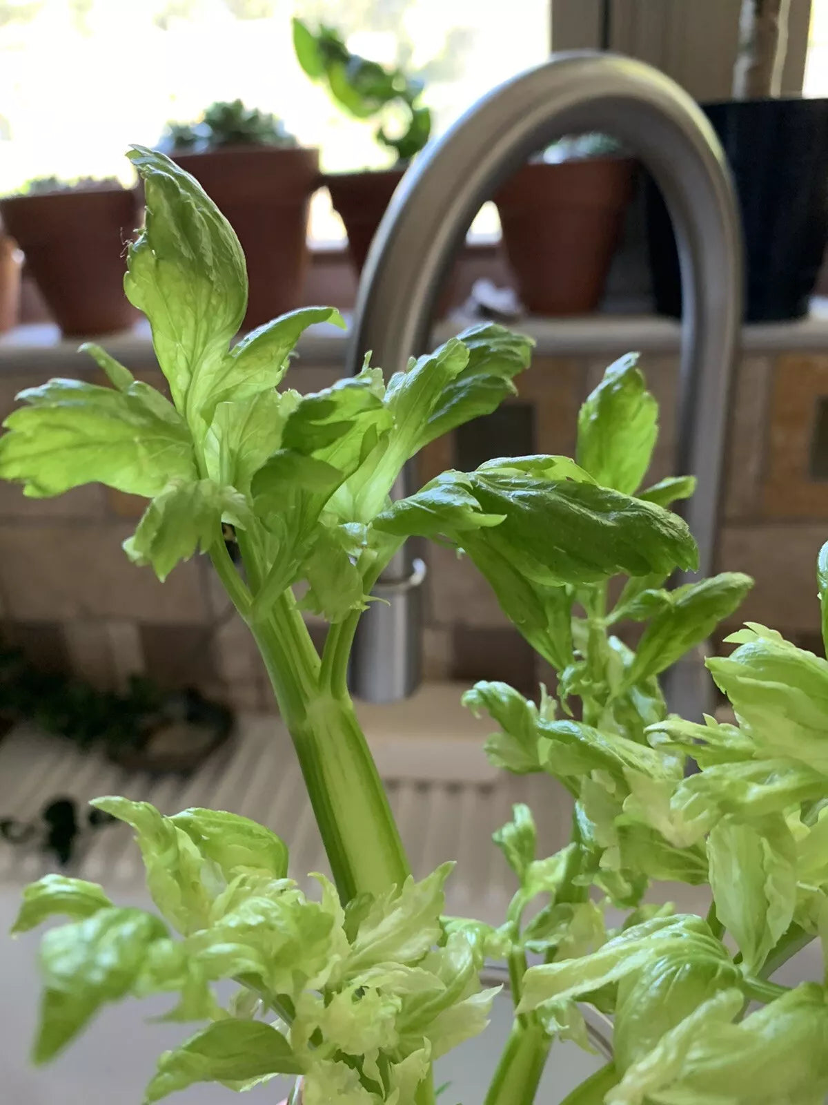 Celery Seeds - 100+ Heirloom Organic Non-GMO Microgreens - Apium graveolens - Vegetable Garden Seed Packet