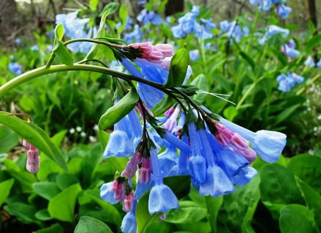 Virginia Bluebell Roots - 15 Fresh Perennial Flower Bulbs - Mertensia virginica - Blue Bell-Shaped Flowers for Shade Gardens