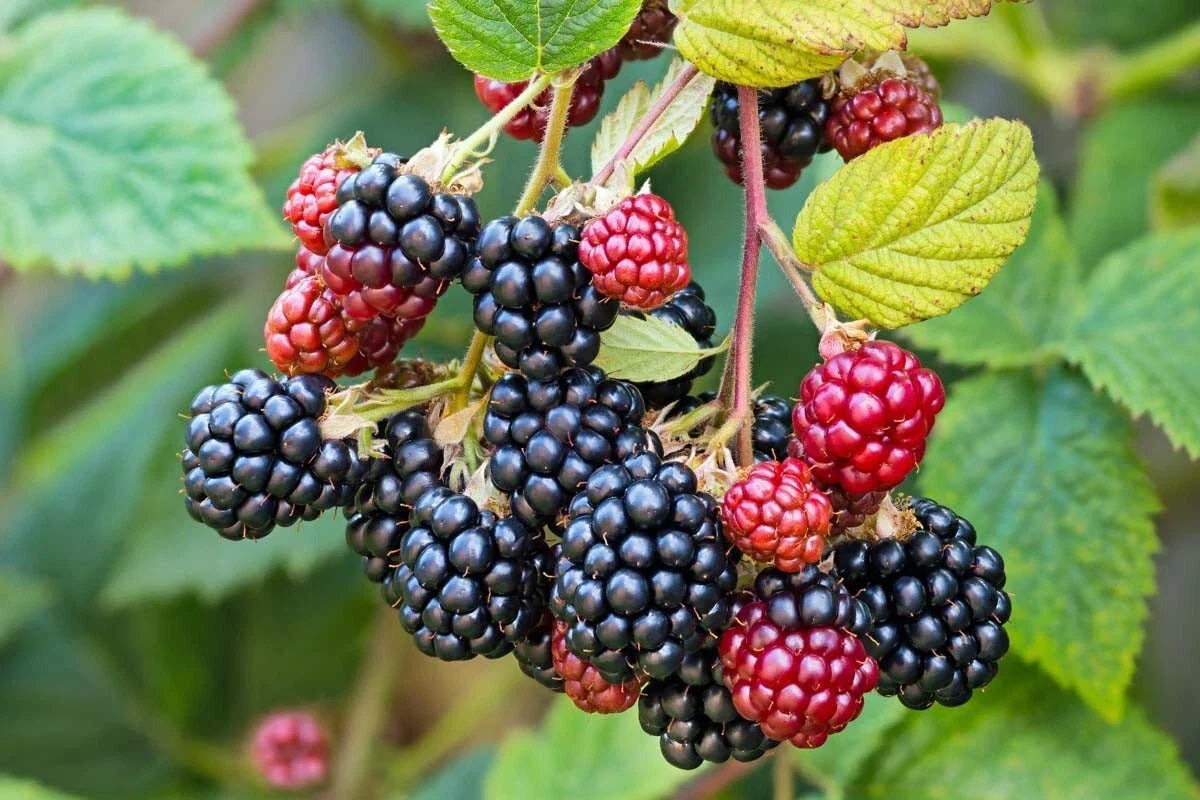 Southern Wild Blackberry Bush Starter Plants – 3 Bare Root Rubus fruticosus for Home Garden, Berries, Fruit, Juicy Blackberries