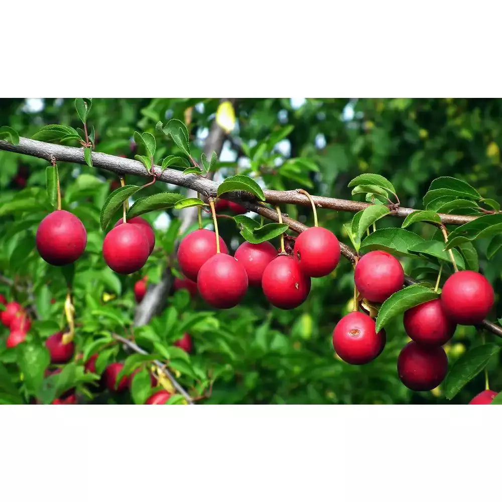 Dwarf Beauty Plum Tree Bare Root Prunus salicina Sweet Fruit for Home Gardens