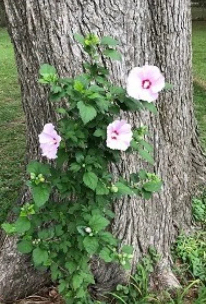 Rose of Sharon Hibiscus Live Plant Roots – 12 Starter Bushes Hibiscus syriacus for Fast Growth, Flowering Shrubs, Garden Hedge