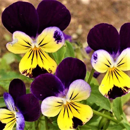Johnny Jump Up Seeds - Viola tricolor - Non-GMO Flower Seeds for Gardens & Containers - Attracts Pollinators