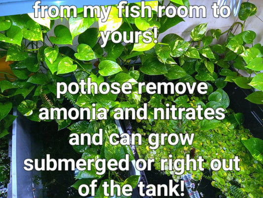 Healthy Rooted Pothos Plants – Golden, Green & Marbled Queen – Indoor & Aquarium Epipremnum aureum