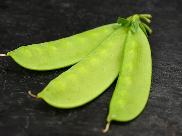 Mammoth Melting Sugar Pea Seeds - Non-GMO Heirloom Pisum sativum for Garden, Container & Vertical Growing, 100 Seeds