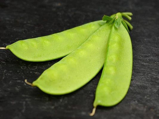 Mammoth Melting Sugar Pea Seeds - Non-GMO Heirloom Pisum sativum for Garden, Container & Vertical Growing, 100 Seeds