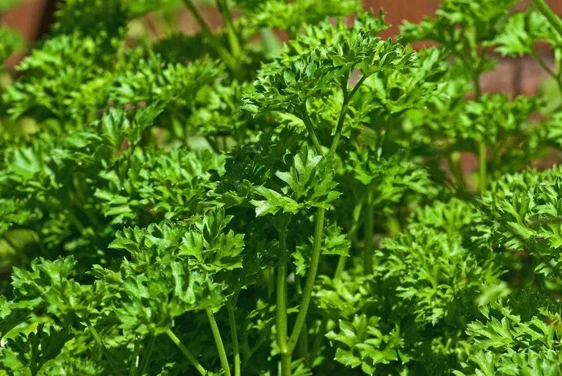Triple Moss Curled Parsley Seeds - 150-2000, Curly Herb for Garnish, Cold Hardy Petroselinum crispum, Indoor & Outdoor Gardening