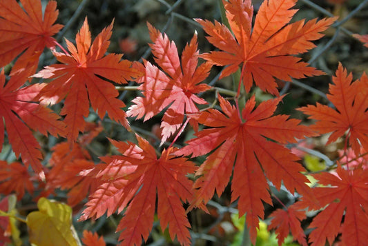 Korean Maple Seeds - Acer pseudo-sieboldianum - Pack of 25 Ornamental Tree Seeds for Landscaping and Garden Decor