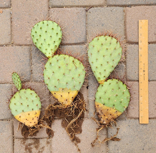 Live Rooted Cactus Pad Cuttings – Opuntia Ssp. Prickly Pear Cactus Segments for Planting and Propagation (Set of 3)