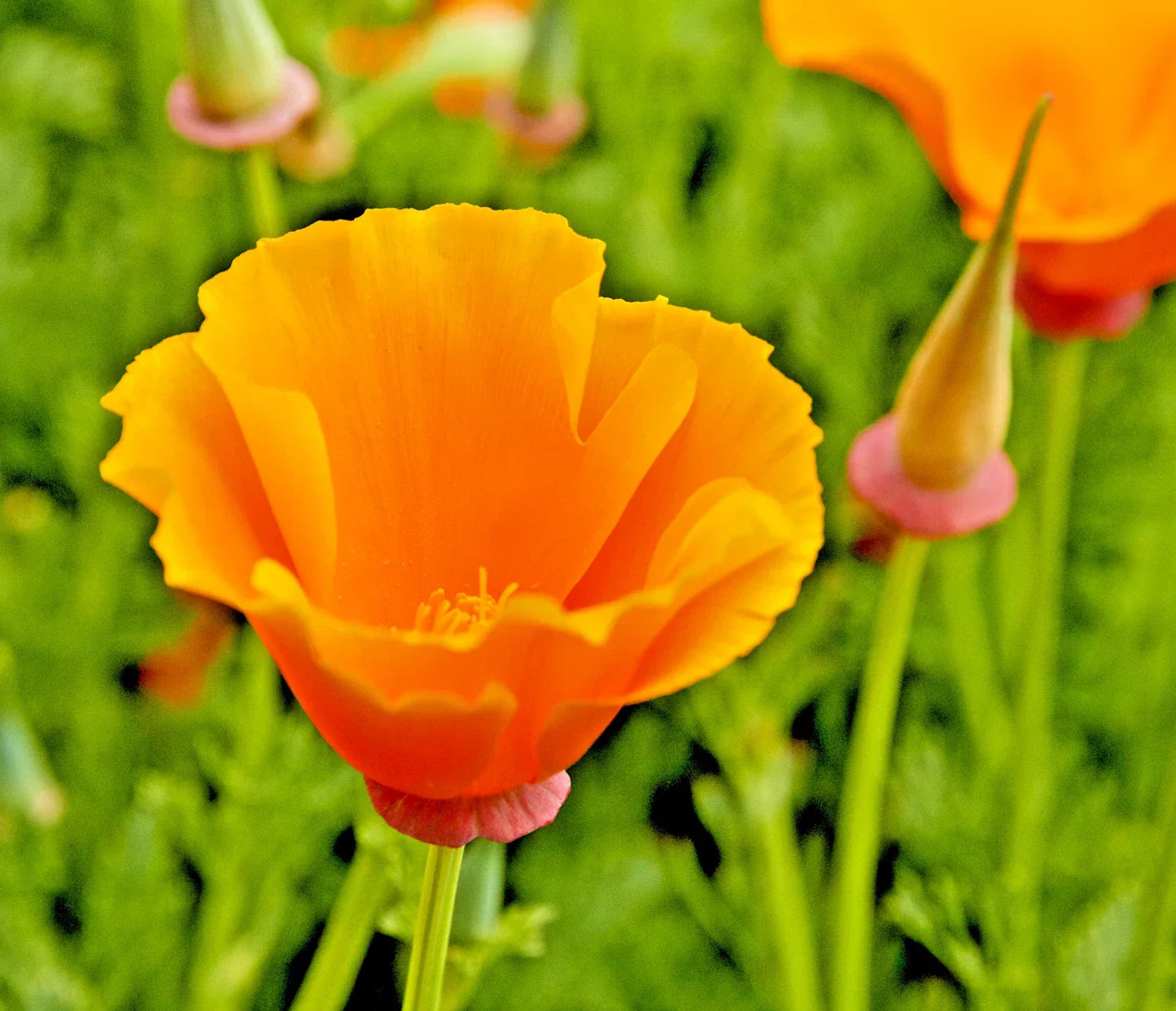 California Poppy Seeds - 501+ Native Wildflower for Gardens & Containers - Eschscholzia californica, Vibrant Orange, Drought-Tolerant