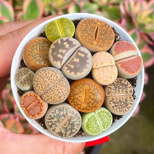 Mixed Succulent Plant Seeds - 100pcs Living Stones Lithops Seeds for Indoor & Outdoor Gardening - Assorted Varieties