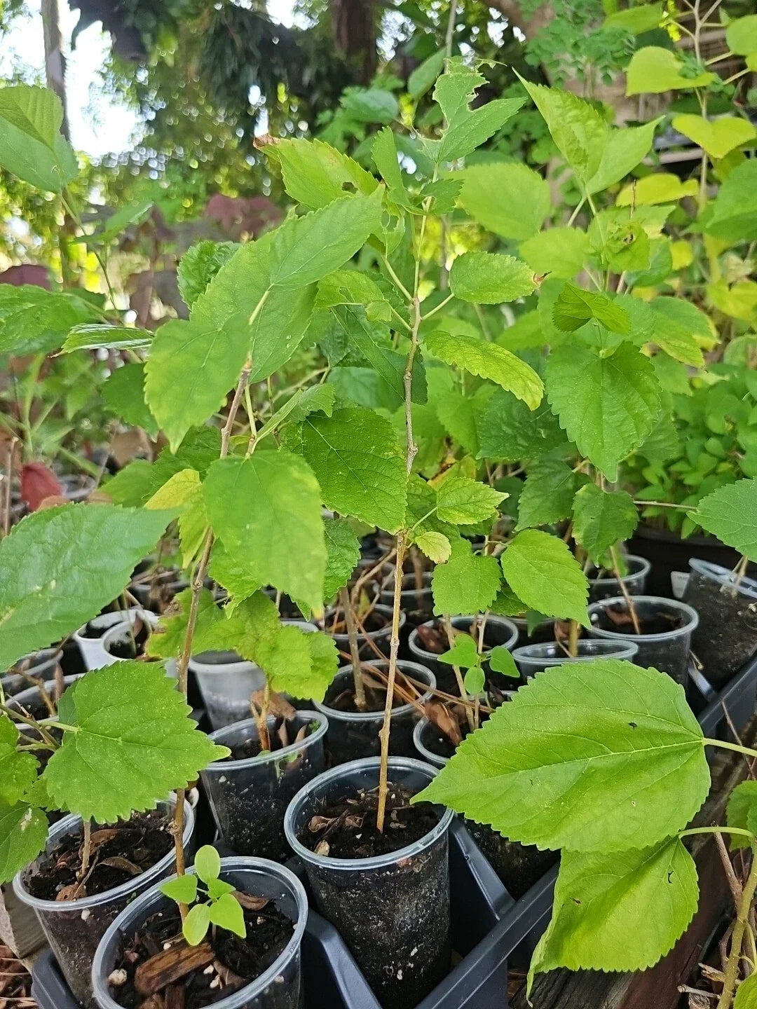 Dwarf Black Mulberry Live Plant – Organic Morus Nigra, 10" Well-Rooted, Fruit-Bearing, Compact, Edible Berries, Garden, Container Plant