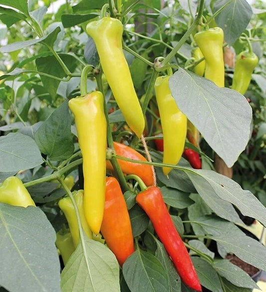Hungarian Wax Hot Pepper Seeds - 50+ Capsicum annuum Chili Seeds for Gardening & Culinary Use