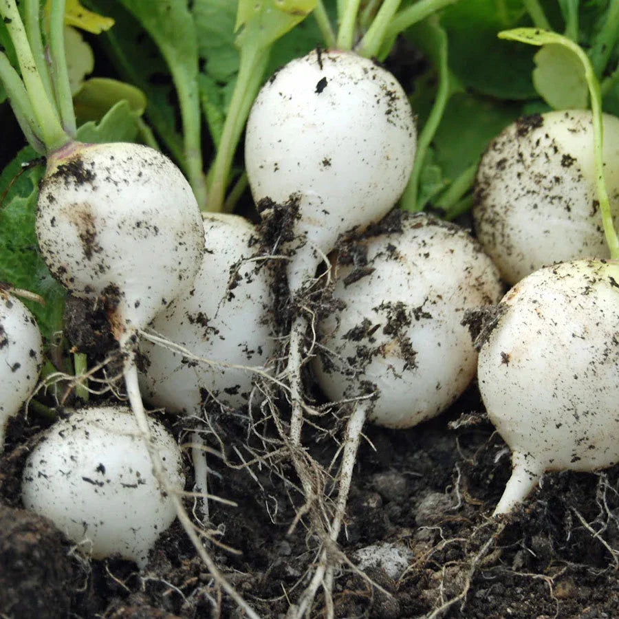 Hailstone White Globe Radish Seeds - Non-GMO, Heirloom, Raphanus sativus, White Button, Fast-Growing, Garden & Container Planting