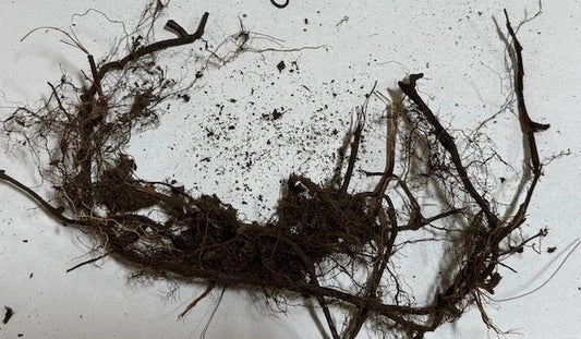 New York Fern Roots 3 Pack – Thelypteris noveboracensis Native Shade-Loving Fern for Woodland Garden and Landscape