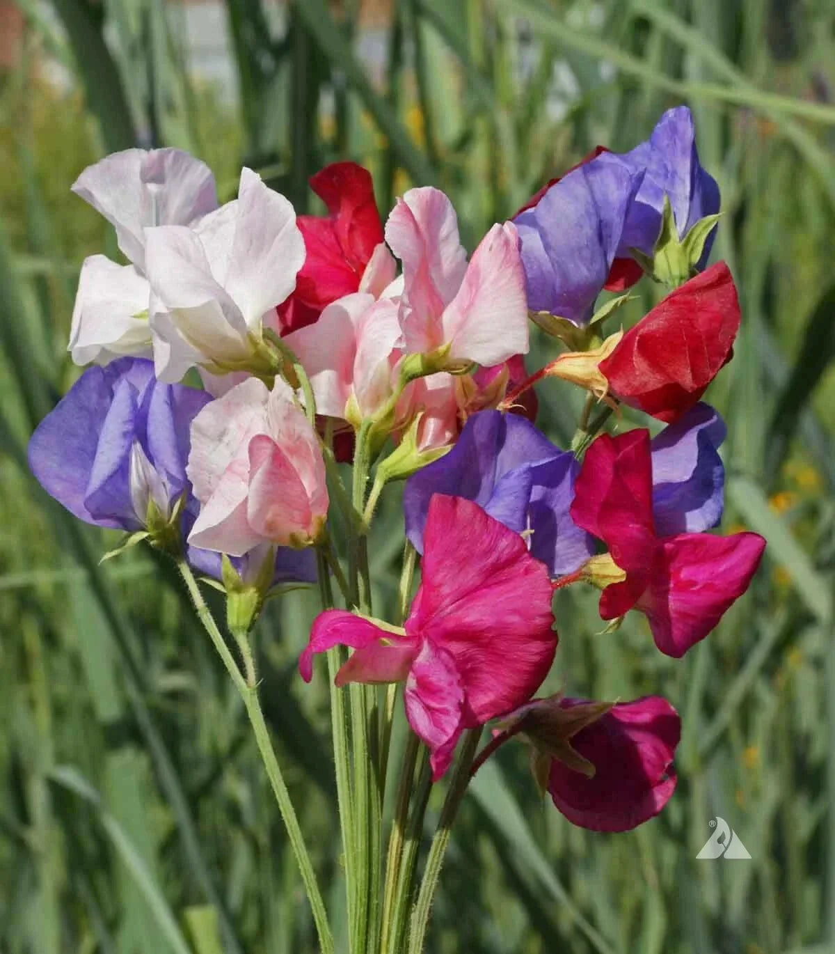 Sweet Pea Seeds Mix, Mammoth Variety, Fragrant Climbing Vines, Lathyrus odoratus, Non-GMO, 40 Seeds for Garden Trellises
