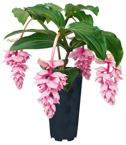Medinilla magnifica Live Starter Plant - Rare Exotic Houseplant with Pink Flowers, Indoor Tropical Foliage