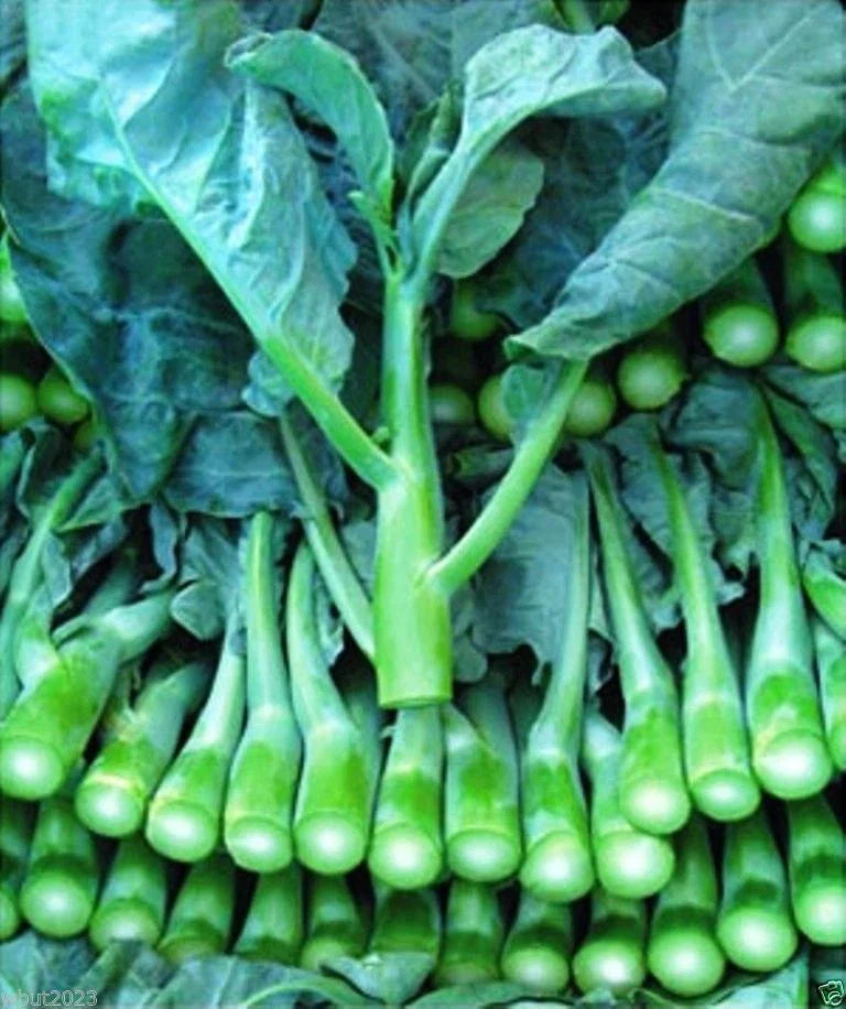 Blue Chinese Kale Seeds – Brassica oleracea var. alboglabra, Non-GMO, Fast-Growing, Nutritious Greens for Stir-Fries & Salads