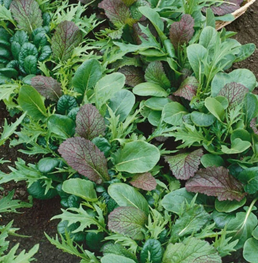 Lettuce Braising Mix Seeds - Heirloom Non-GMO Cool Season Container Variety - 500 Seeds Lactuca sativa
