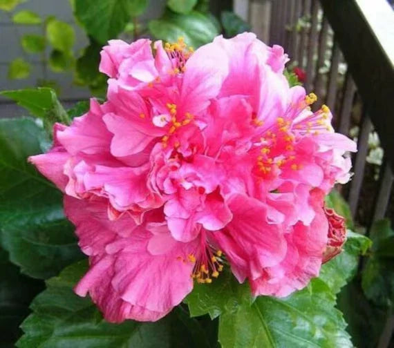 Tropical Hibiscus Starter Plant - Pride of Hankins Pink - Rooted Hibiscus rosa-sinensis - Vibrant Triple Blooms for Garden or Patio