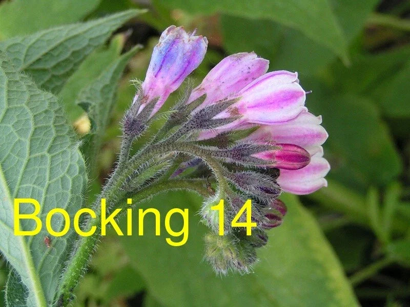 Russian Comfrey Live Root Cutting - Bocking 14 Variety Organic Herb Plant for Soil Improvement & Permaculture