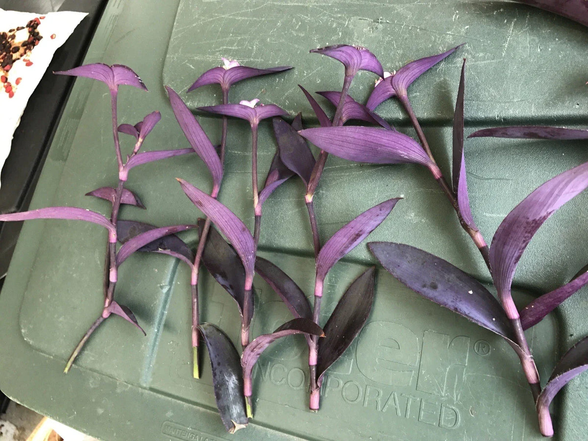 Tradescantia pallida Cuttings 10" Purple Heart | Fast-Growing Wandering Jew | Indoor/Outdoor Houseplant Bundle