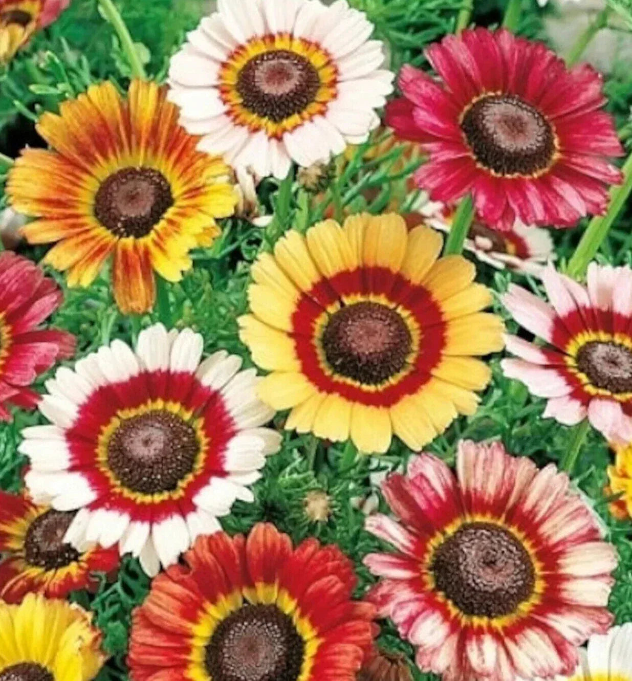 Painted Daisy Seeds 400+ Annual Flower Chrysanthemum carinatum for Garden Borders, Cut Flowers & Pollinator Attraction