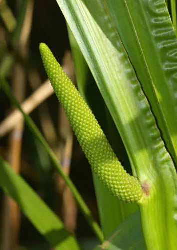 35 Seeds Sweet Flag Ornamental Reed Grass Acorus calamus Fragrant Foliage for Gardens & Ponds
