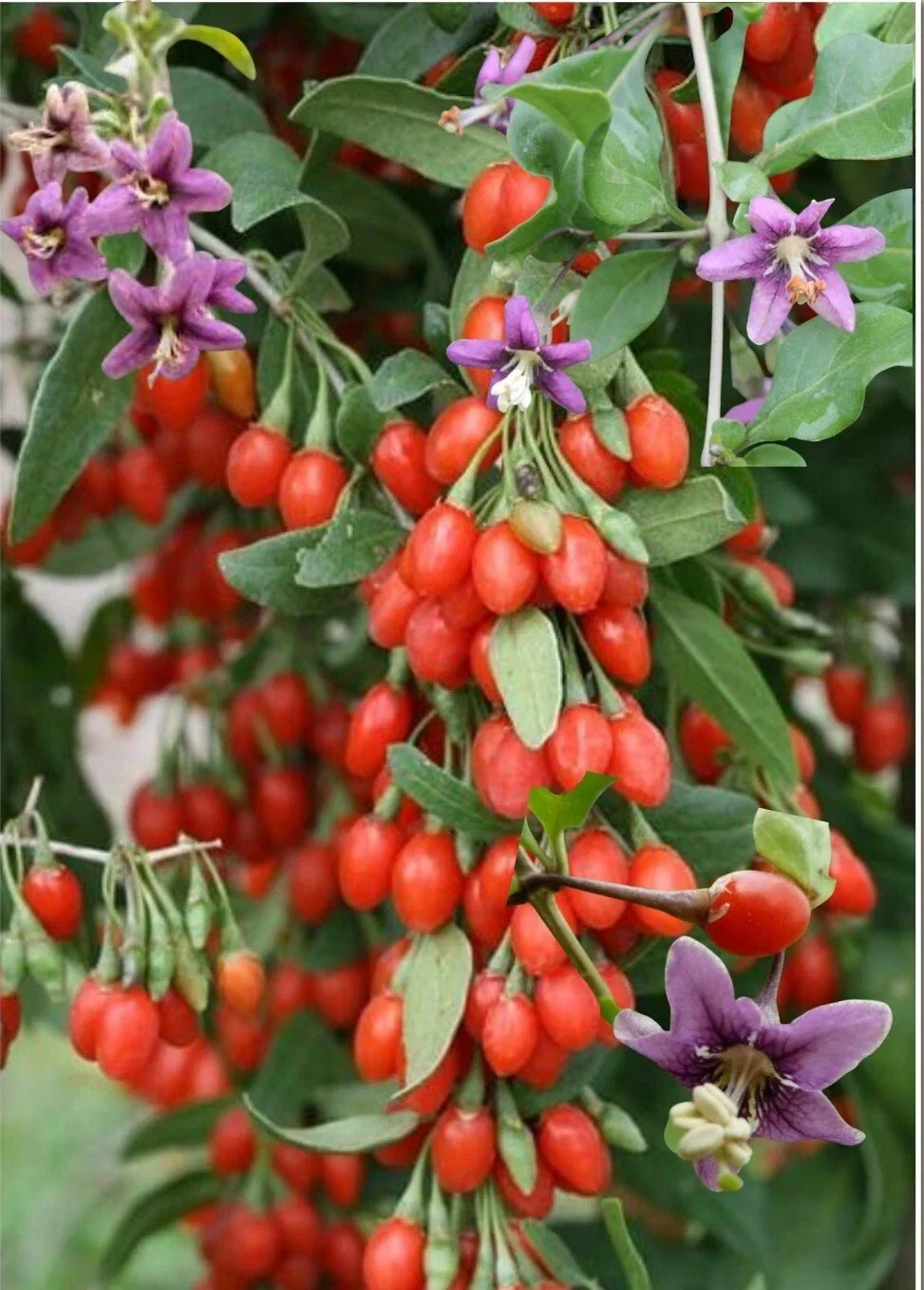 Red Goji Berry Seeds - Organic Lycium barbarum Superfood Seeds for Home Garden, Nutrient-Rich, Non-GMO, 30+ Seeds