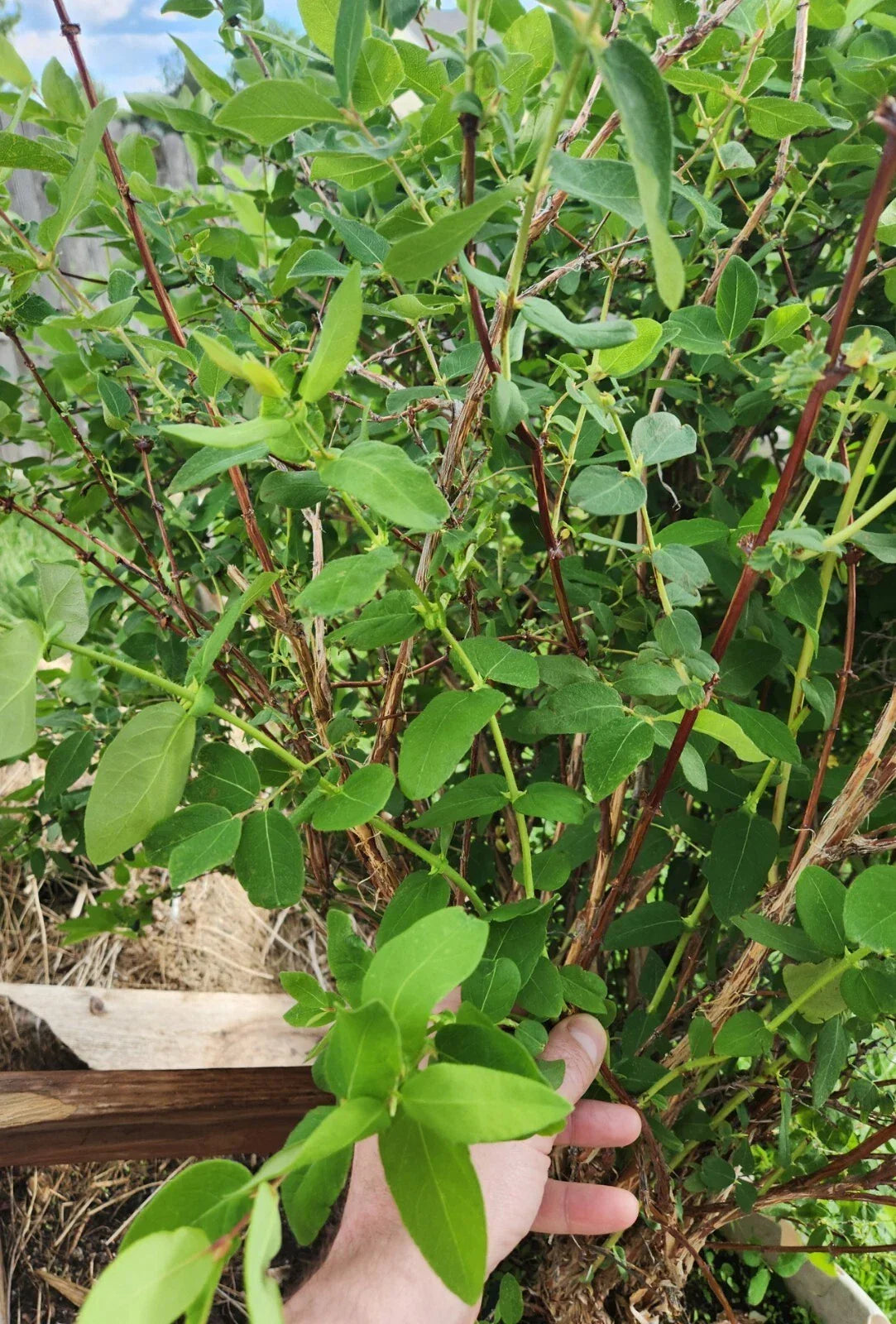 Honeyberry Cuttings 8 pcs Berry Blue Lonicera caerulea with New Leaf Growth for Home Garden and Orchard