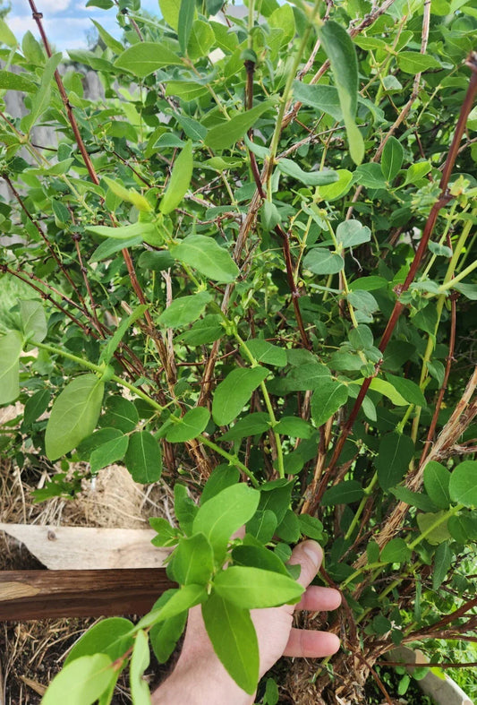 Honeyberry Cuttings 8 pcs Berry Blue Lonicera caerulea with New Leaf Growth for Home Garden and Orchard
