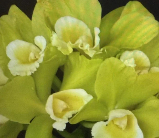 Orchid Plant Seedling 2-Inch Pot Blc Hawaiian Passion Carmela Tropical Orchid for Home Decor and Gardening