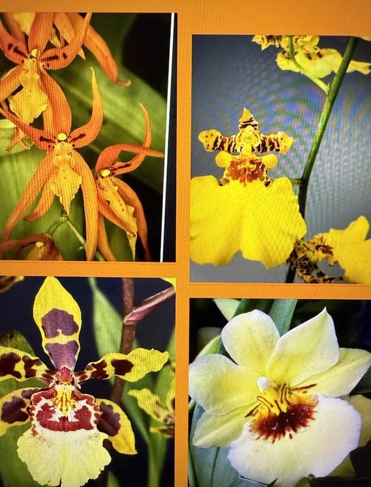 Orchid Plant Seedlings – Dendrobium Bulbs with Bonus Cuttings for Home Gardening, No Pot