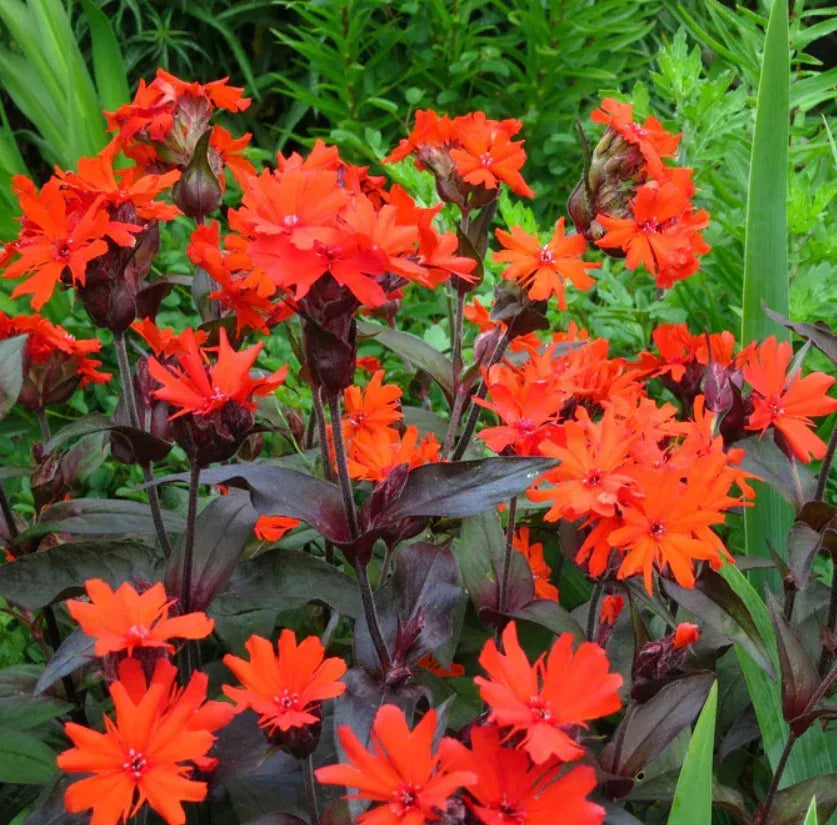 Arkwright's Campion Seeds - Vesuvius Perennial Flower for Hummingbirds - Silene chalcedonica - 100 Non-GMO Seeds